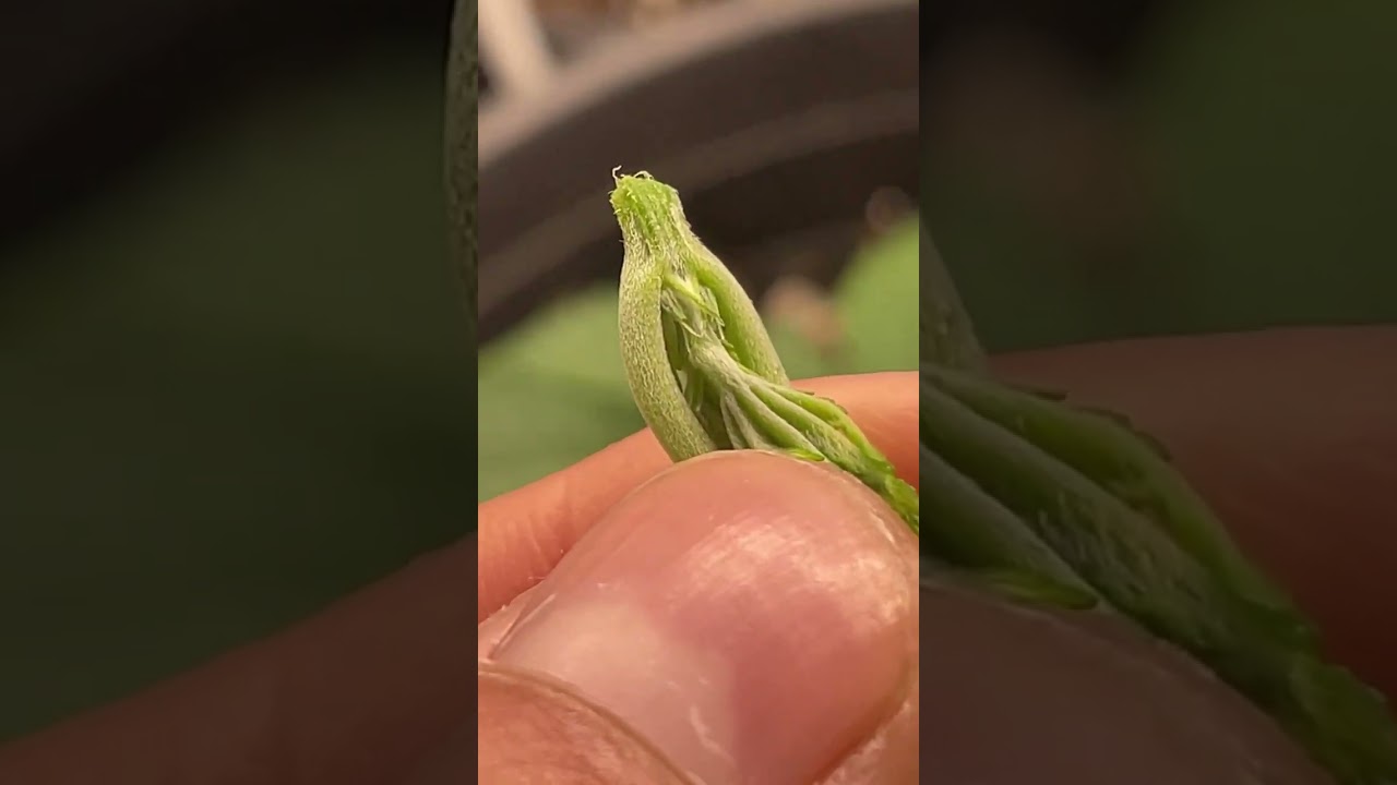 How to know if your weed plant is a female ? 🤔