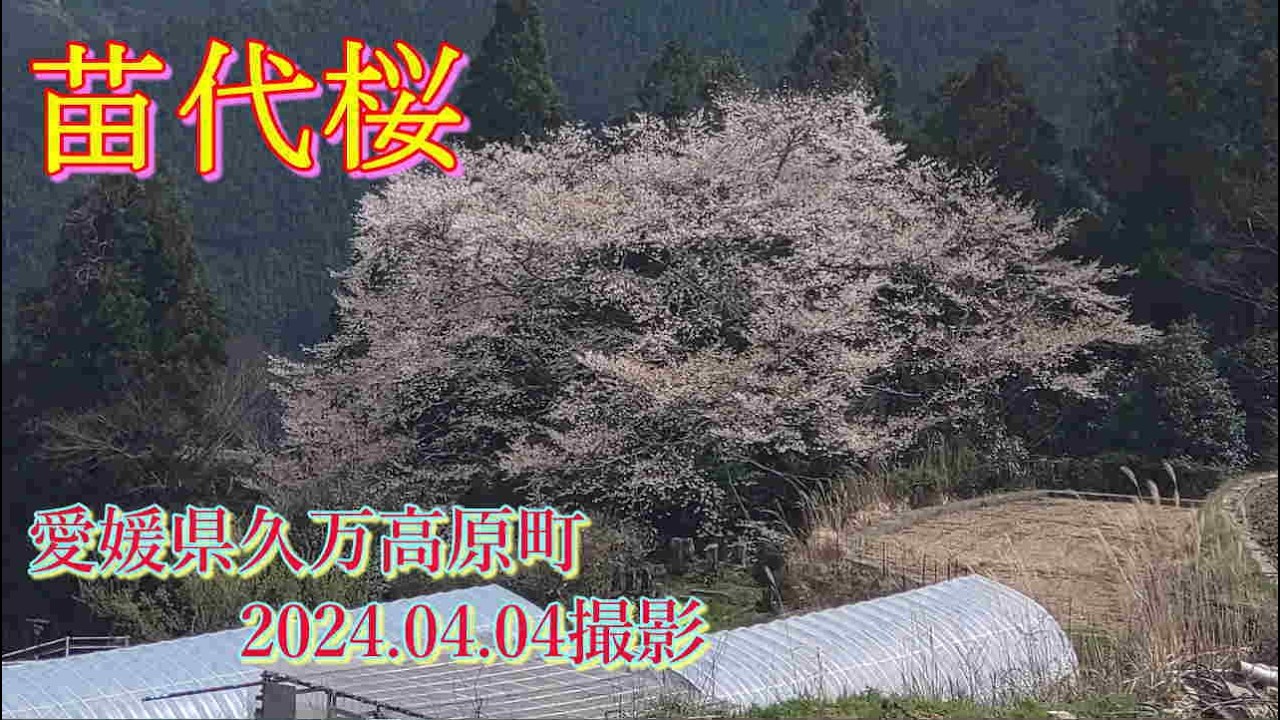 苗代桜　2024.04.04撮影