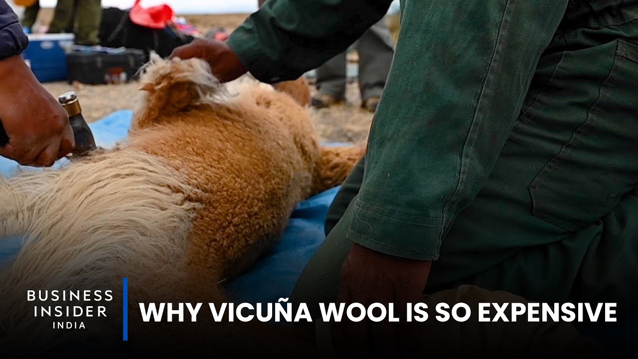 Why Vicuña Wool Is So Expensive | So Expensive