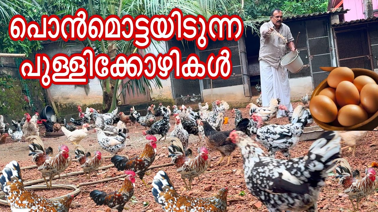 പഴമയുടെ നൻമ്മ തനിനാടൻ പുള്ളിക്കൊഴികളുടെ അപ്പുർവ്വ ശേഖരം
