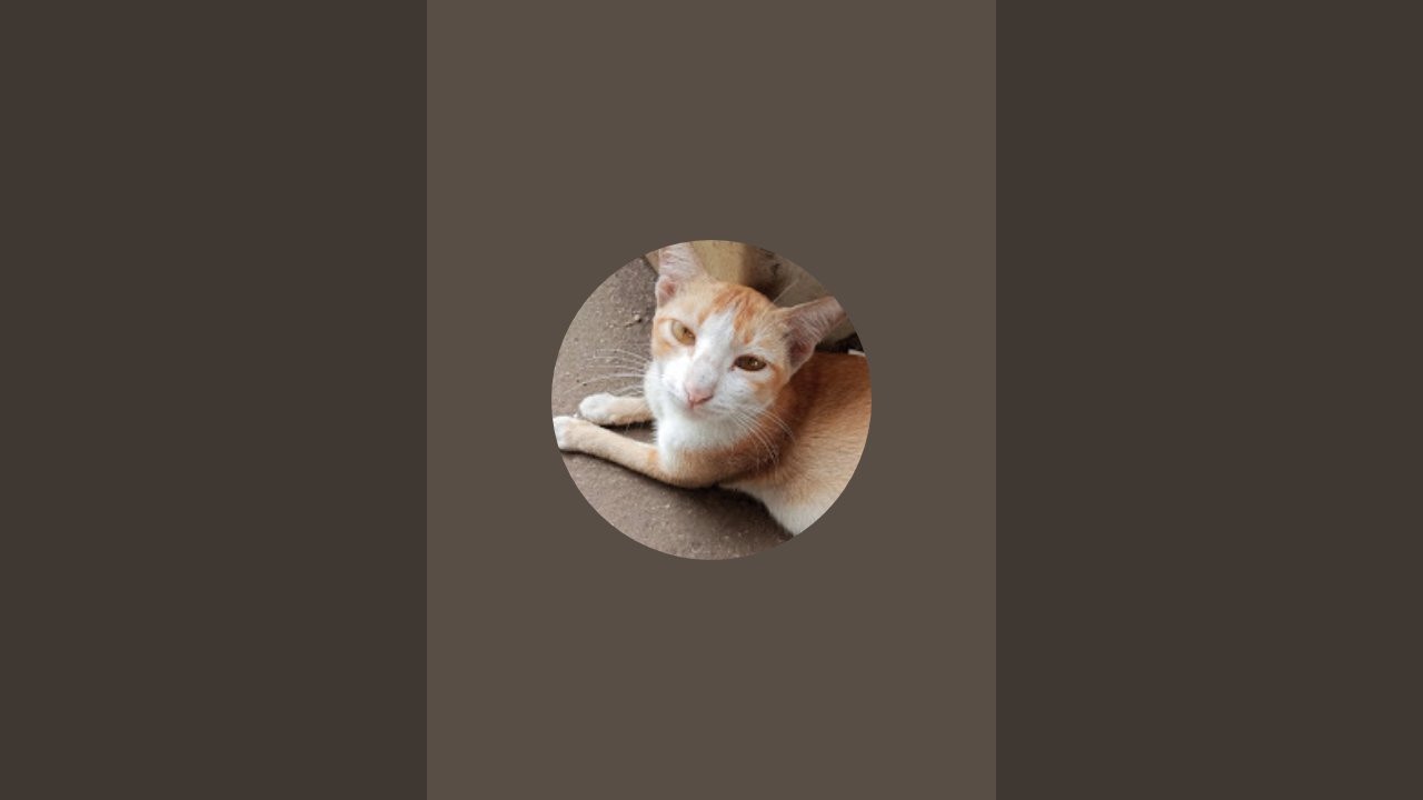 kucing lucu lagi santai