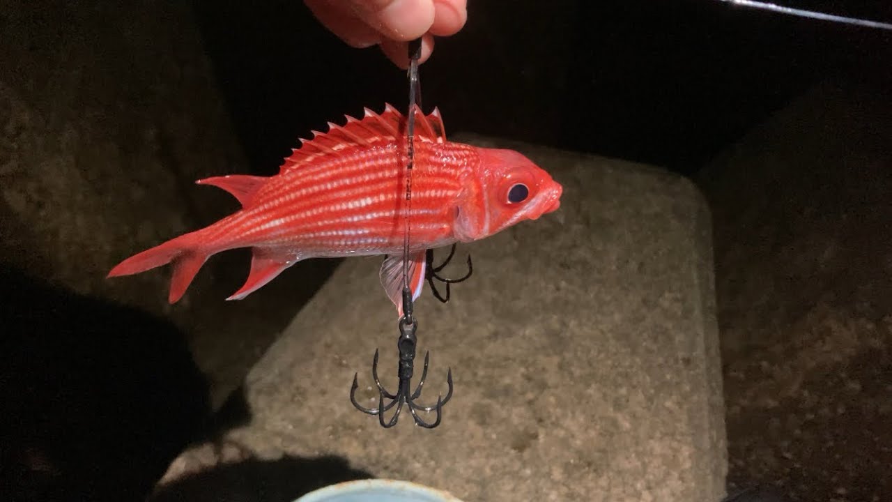 【沖縄釣り】自作イカ仕掛けを投入したら想定外のバケモノ襲来…！