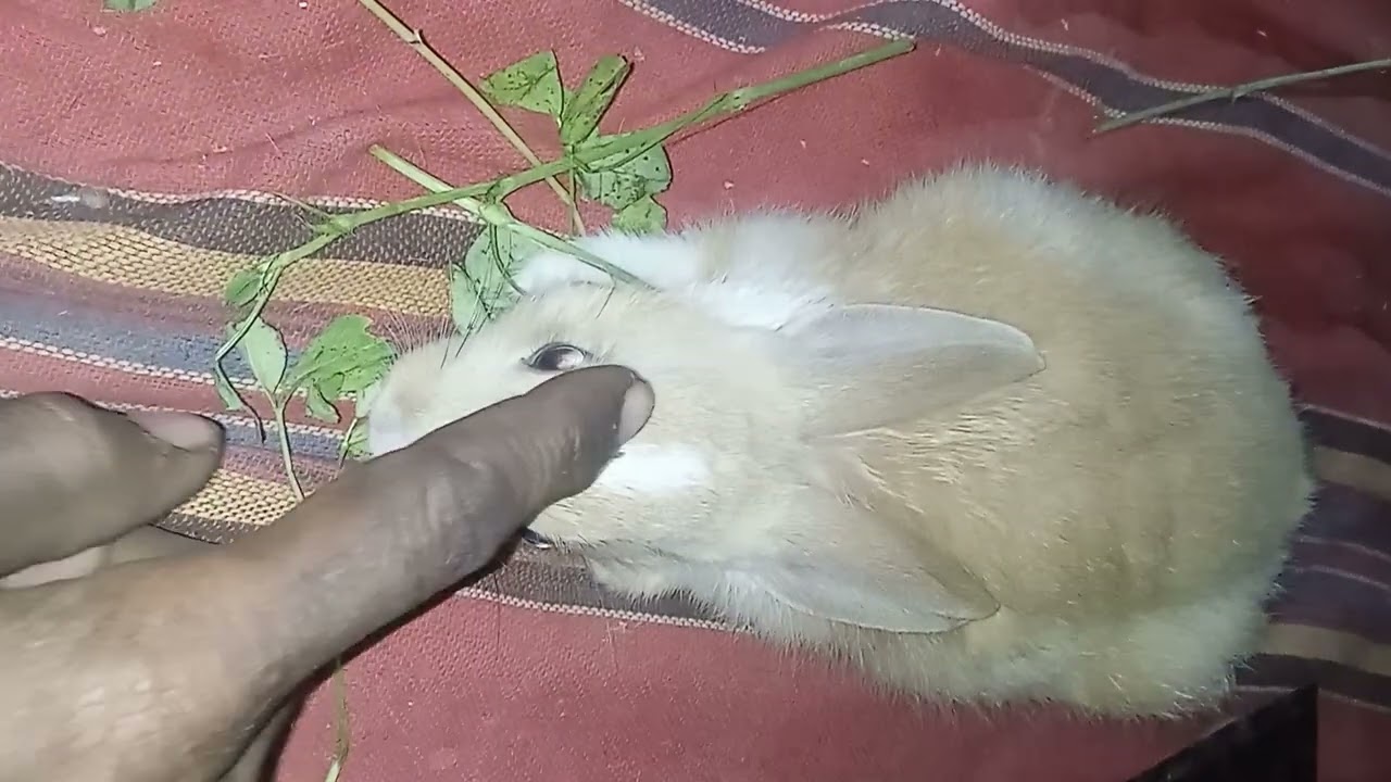 Baby Rabbit Angry 