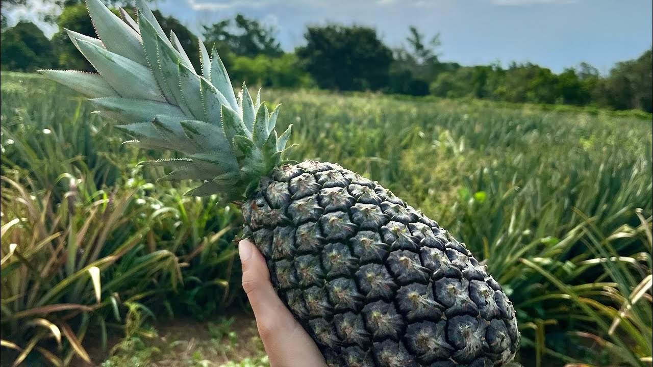 Como combater as pragas e doenças na fruta do abacaxi.