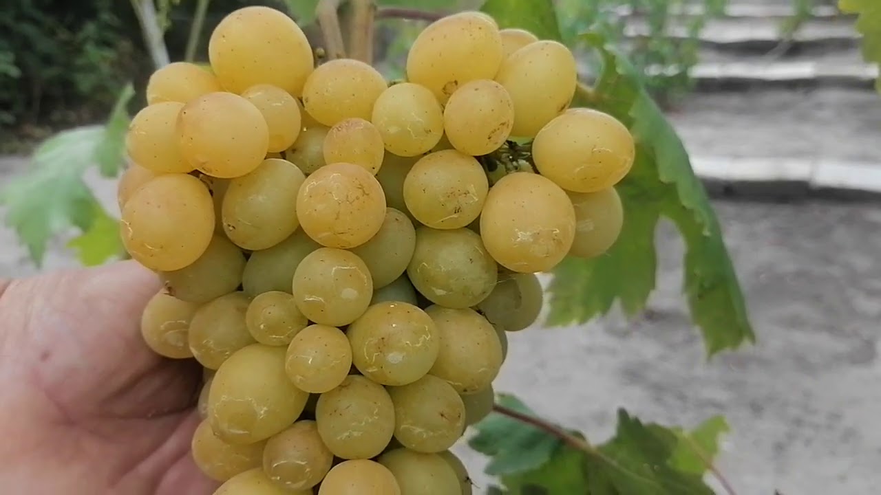 Виноград Виктора Елисеева 2020