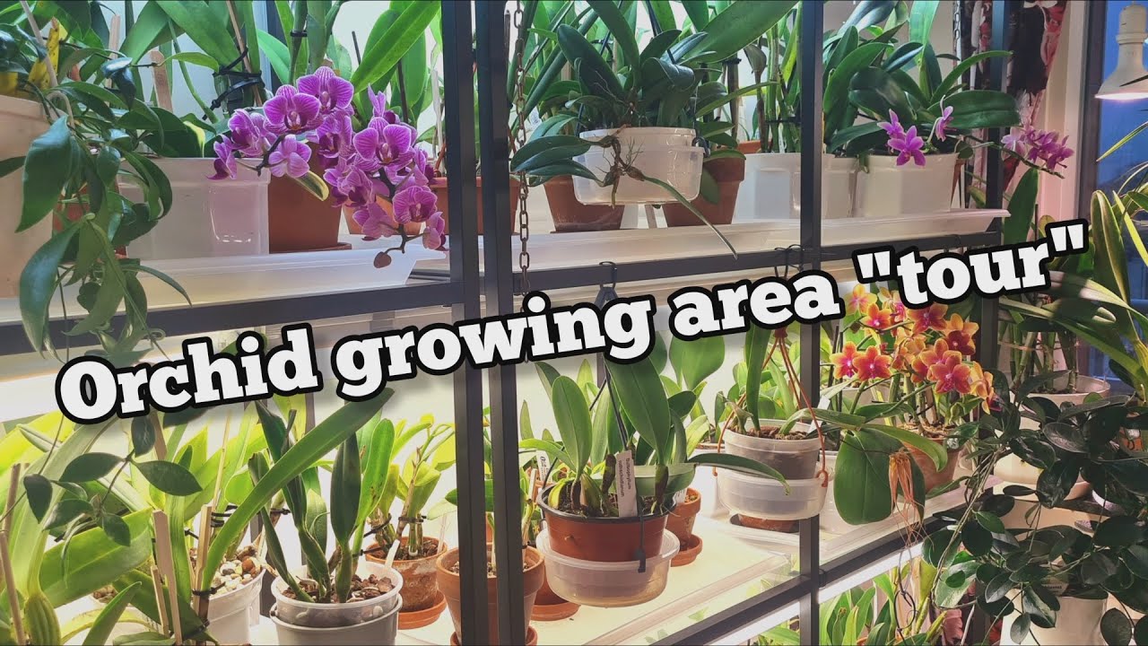 ORCHID GROW SPACE WALKABOUT SOME NEW THINGS