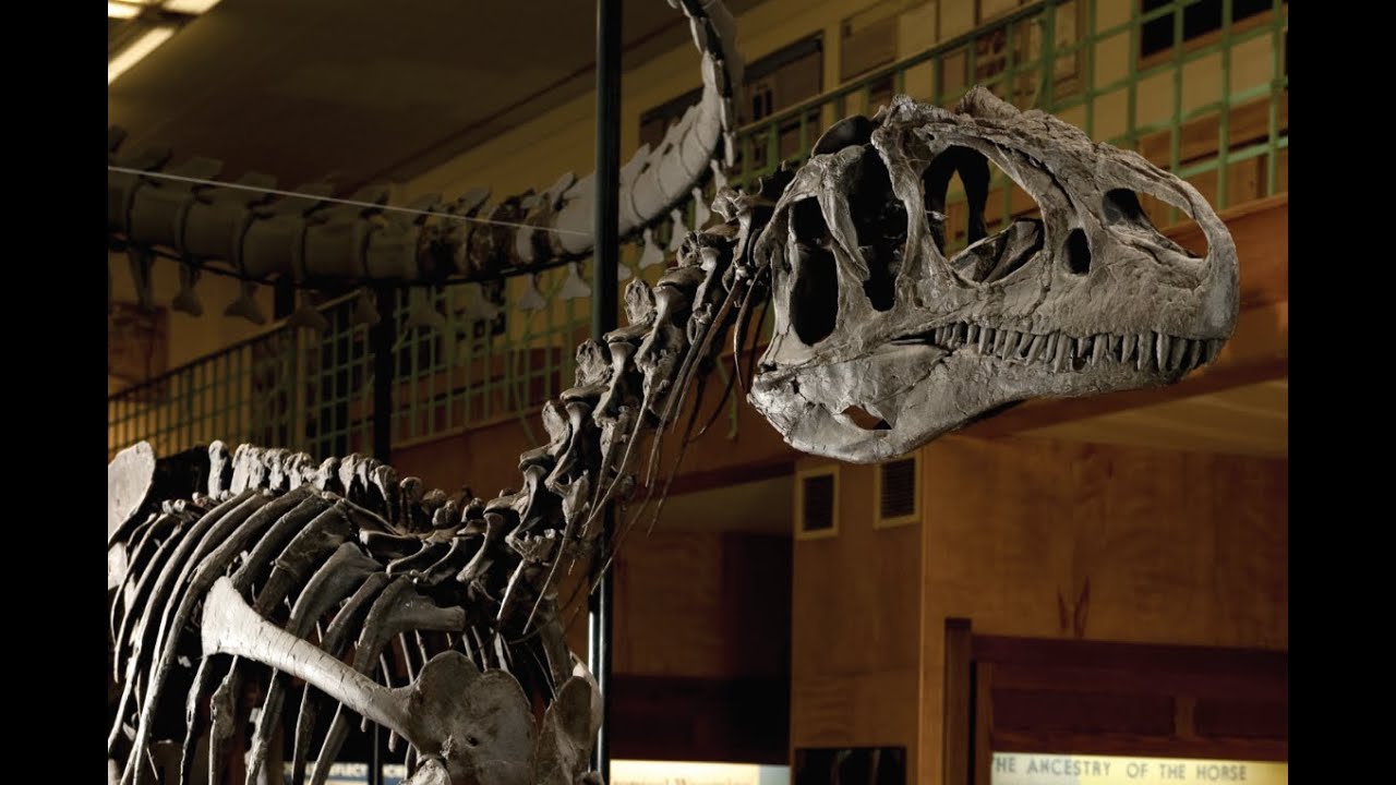 Professor Don Boyd Oral History Project: Discovering Big Al