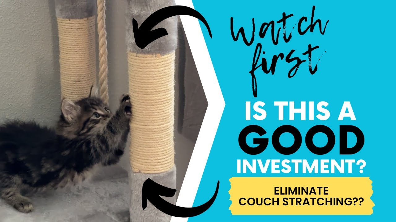 Amazon Finds - Cat Tree -  Multi-Level Cat Tree Condo - Cat Toy Review - Amazon Review