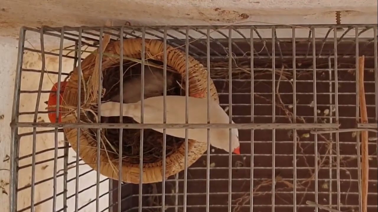شاهد كيف تبني العصافير العش