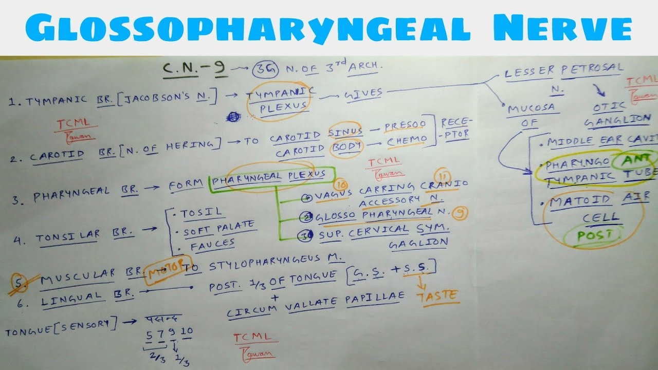 Glossopharyngeal Nerve | Part 1 | 9th Cranial Nerve | Chart | TCML