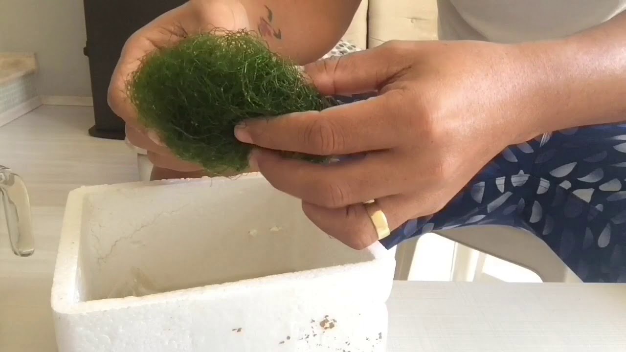 Alga Chaetomorpha