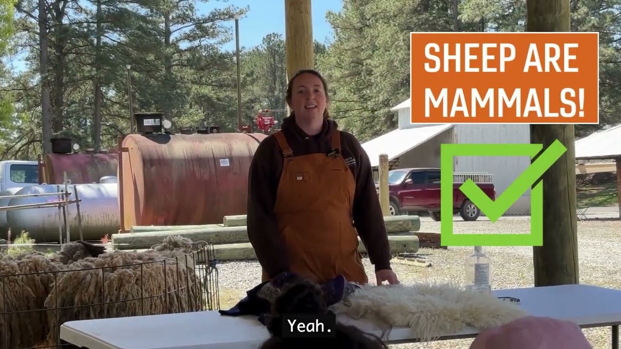 Ag Awareness Day - Third Grade SHEEP Session