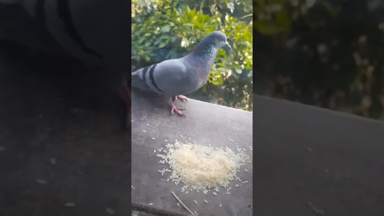 #pigeonfeed#