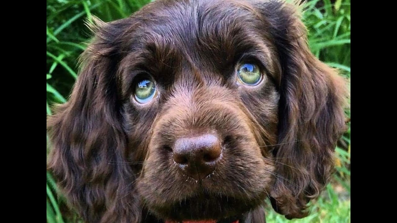 Pros and Cons of Owning an American Water Spaniel