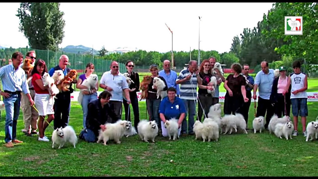 Foto del raduno ATAVI - Associazione Tecnica Amatori Volpino Italiano - Sassuolo, Modena - Italy