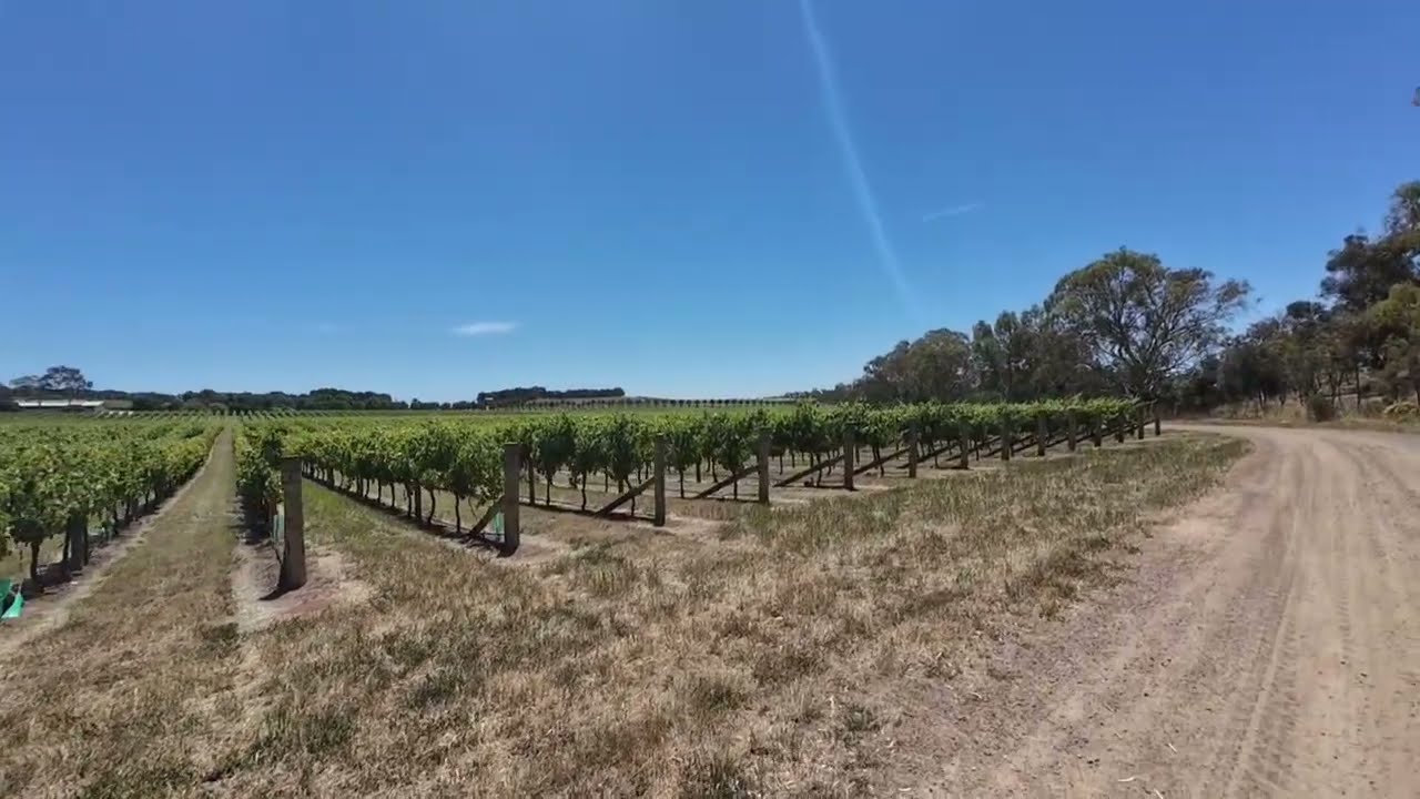 Barossa valley wine estate #south Australia #walking tour#summer #DEC2025