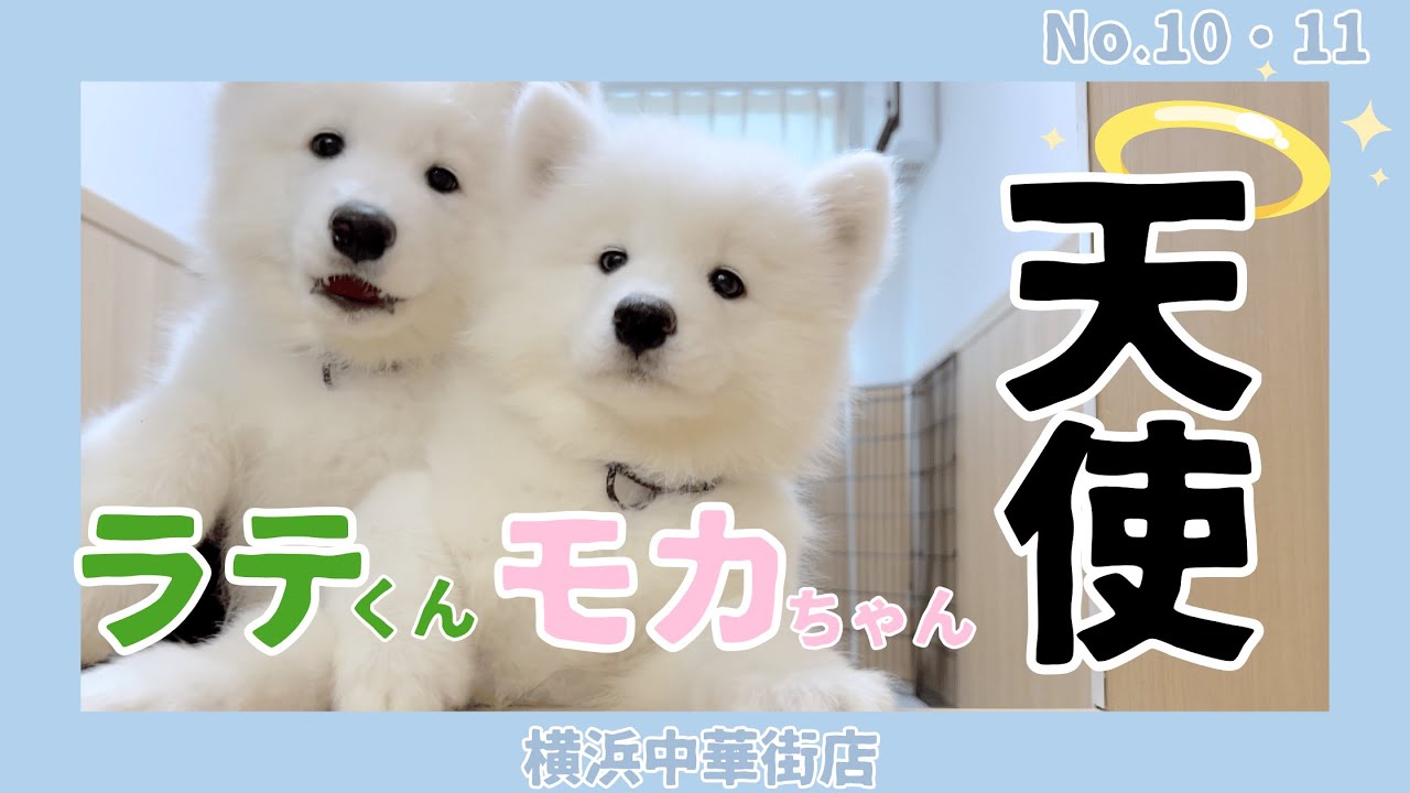 サモエドの赤ちゃん兄弟。仕草がたまらなくかわいい天使ちゃん