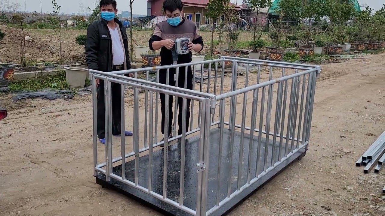 Cân lợn 1 tấn, kích thước (1,2x2)m - Cân điện tử giá rẻ cho trang trại lợn