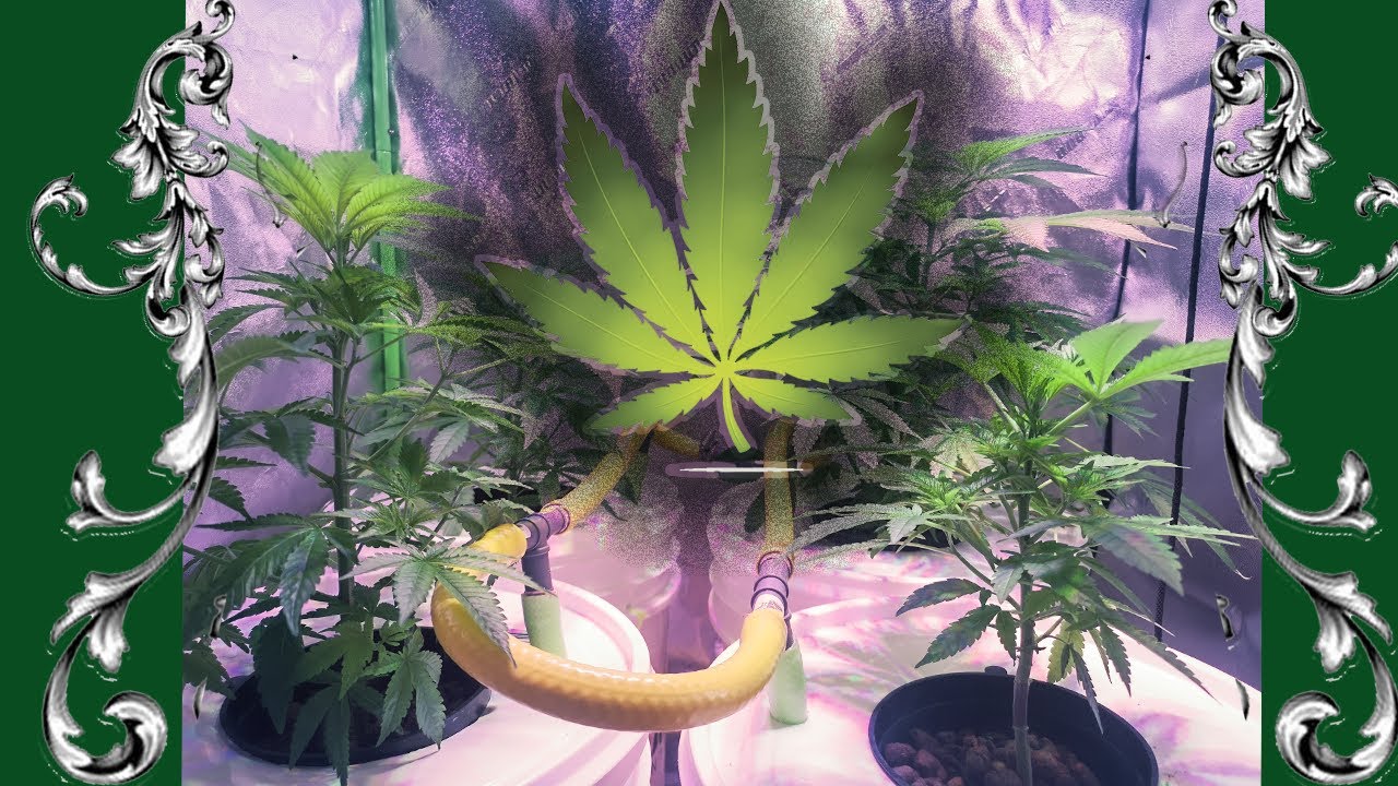 Fastest way to root your cannabis clones