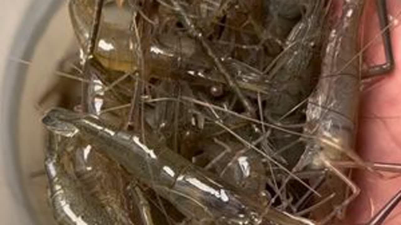 钓河虾一定要注意这几点，不打窝，不钓浮，不盲目下杆，你也一定会有好收获的#河虾钩 #钓河虾 #钓河虾的技巧和方法 #户外 #我的乡村生活