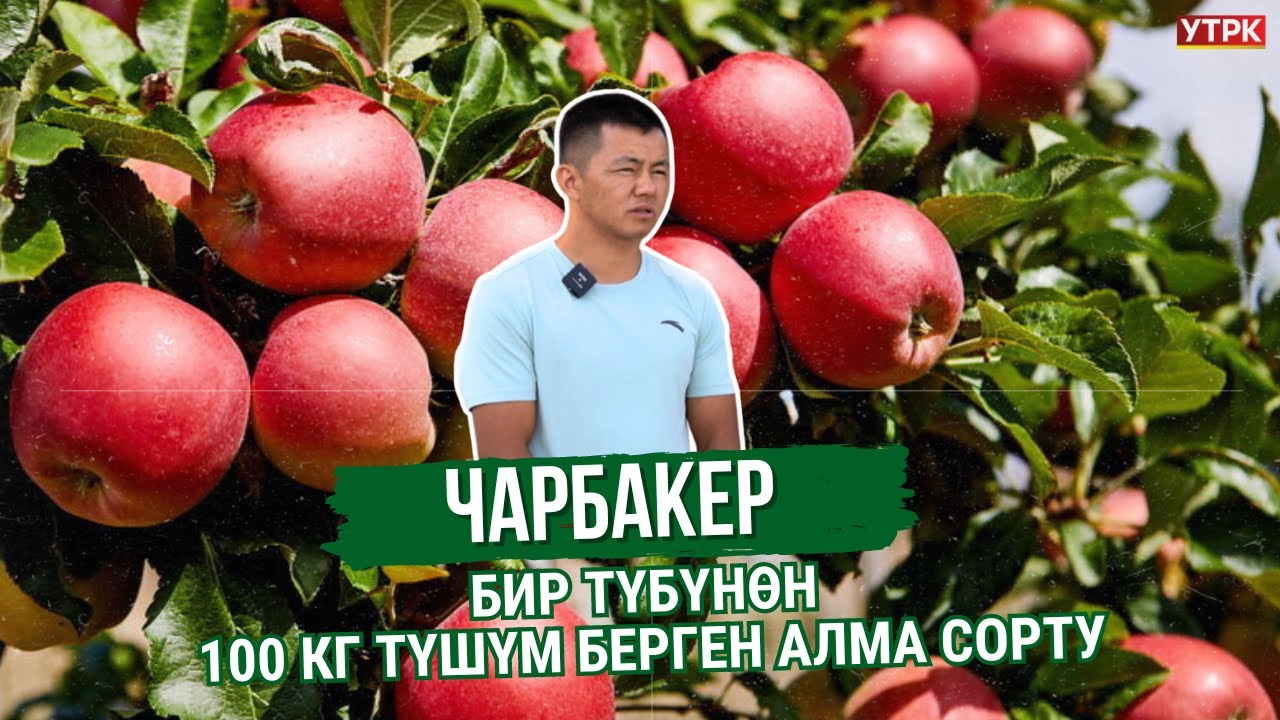 Бир түбүнөн 100 кг түшүм берген алма сорту | Чарбакер
