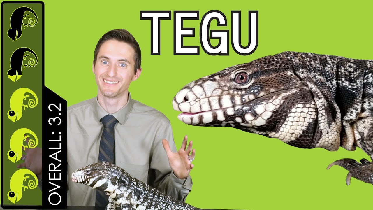 Argentine Tegu, The Best Pet Lizard?