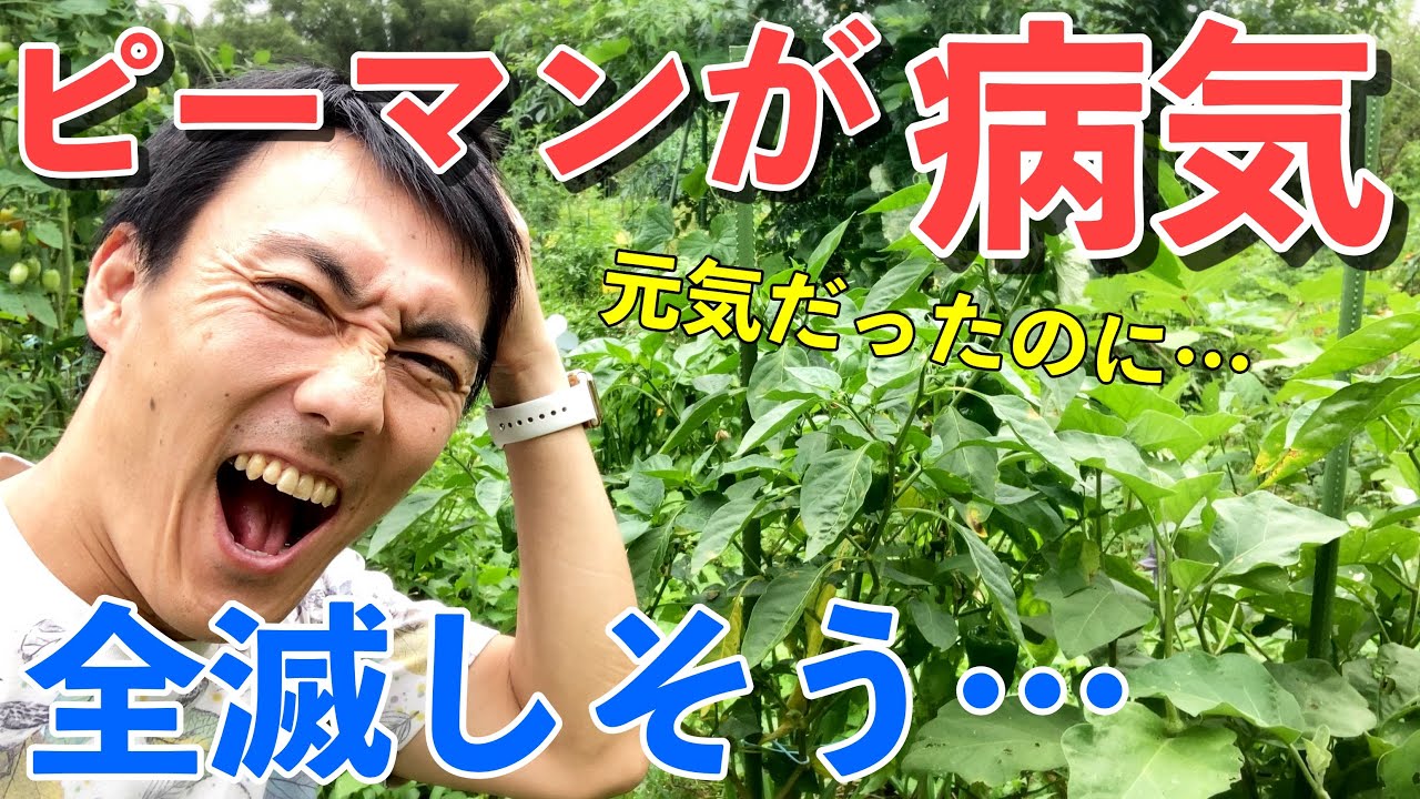 ピーマンの葉が次々に腐る！処分方法や対策は？