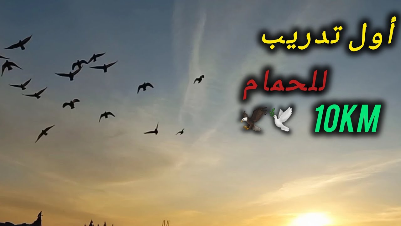 صقر🦅  ضرب لصديق الحمام 🕊🇲🇦دخلو شتاركو فالقناة وشكرا للجميع ❤️