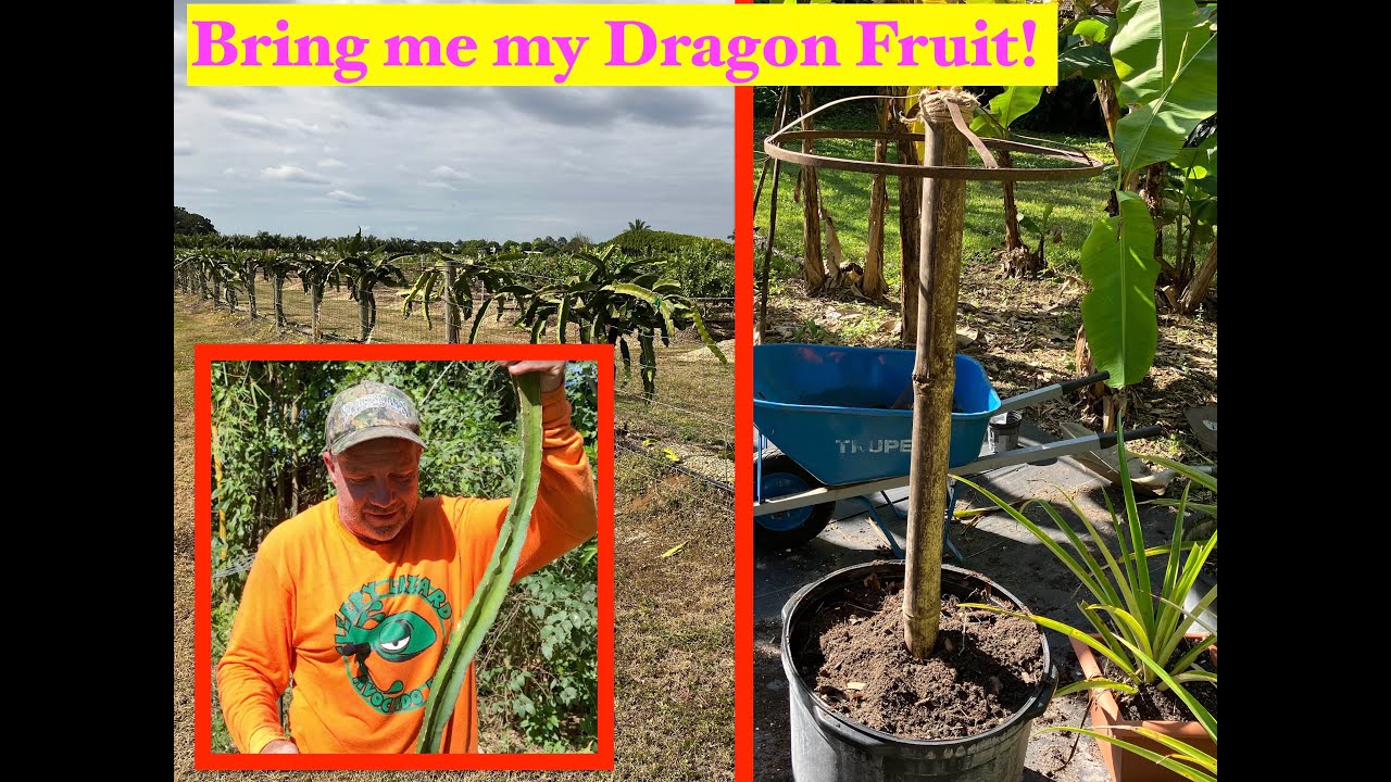 How to Grow Dragonfruit