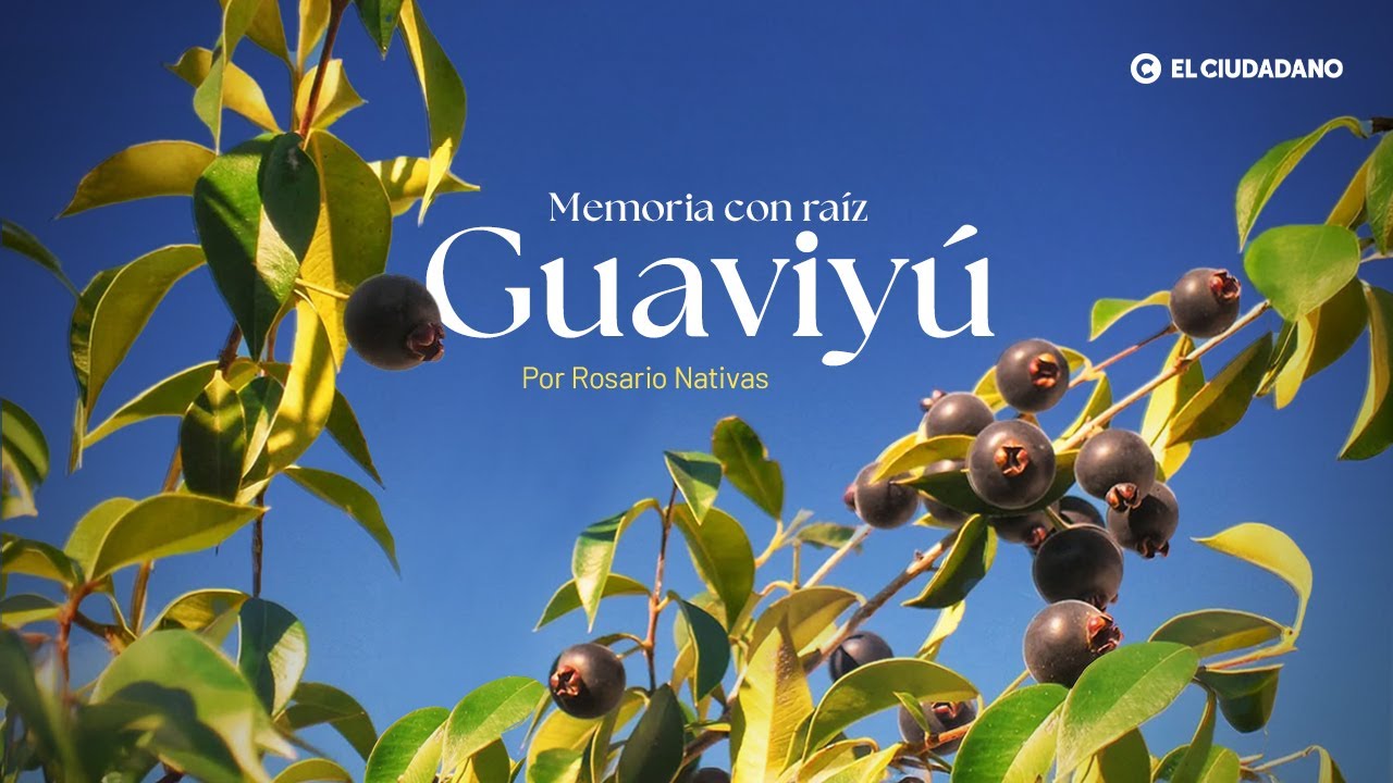 𝗠𝗘𝗠𝗢𝗥𝗜𝗔 𝗖𝗢𝗡 𝗥𝗔𝗜𝗭 Guaviyú por Rosario Nativas