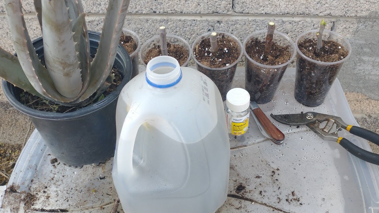 Planting Brown Turkey Fig Cuttings