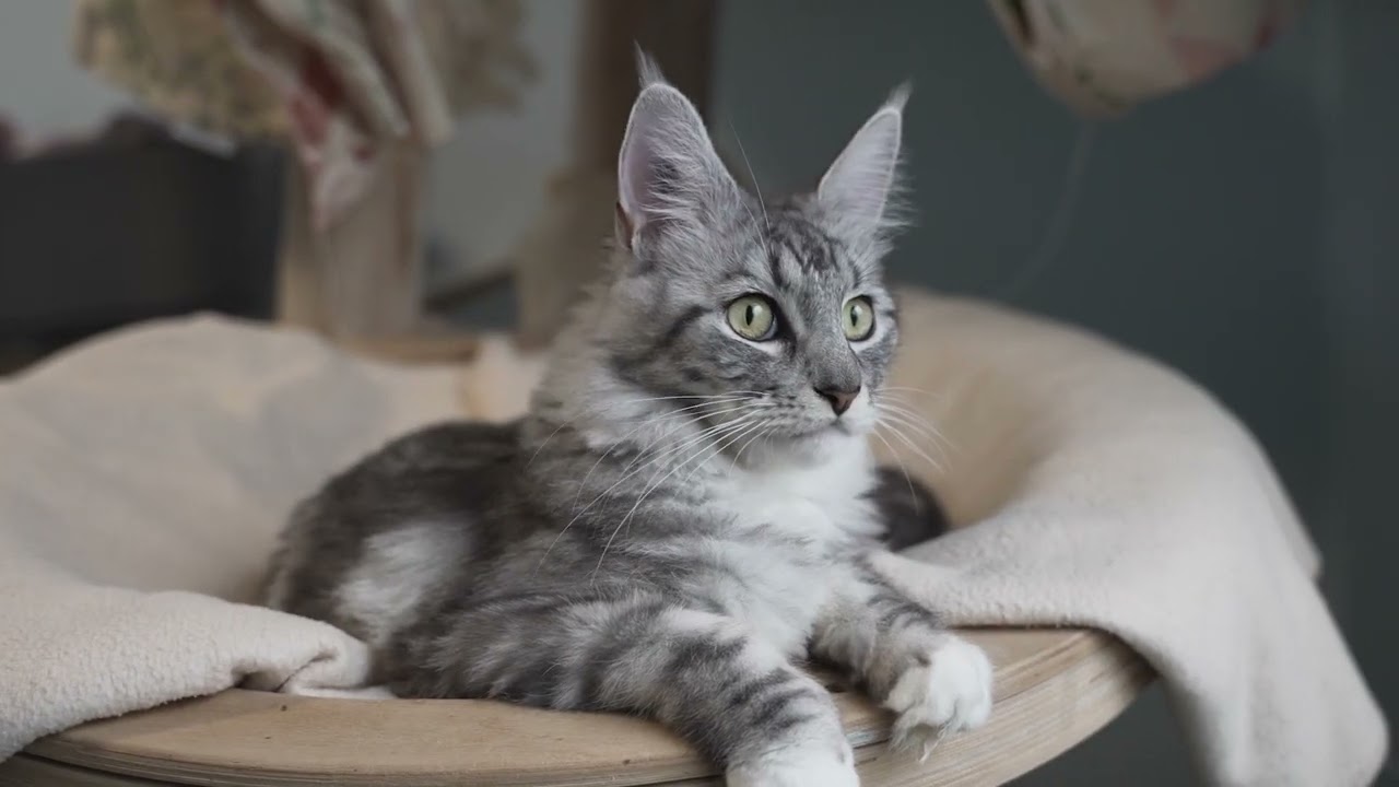 Tierheim Bielefeld | Ein Tag im Katzenhaus (2020/21)