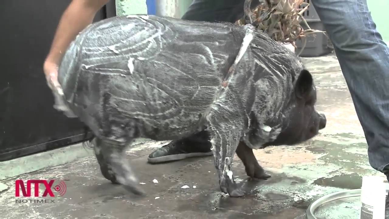 Cerdo vietnamita de mascota