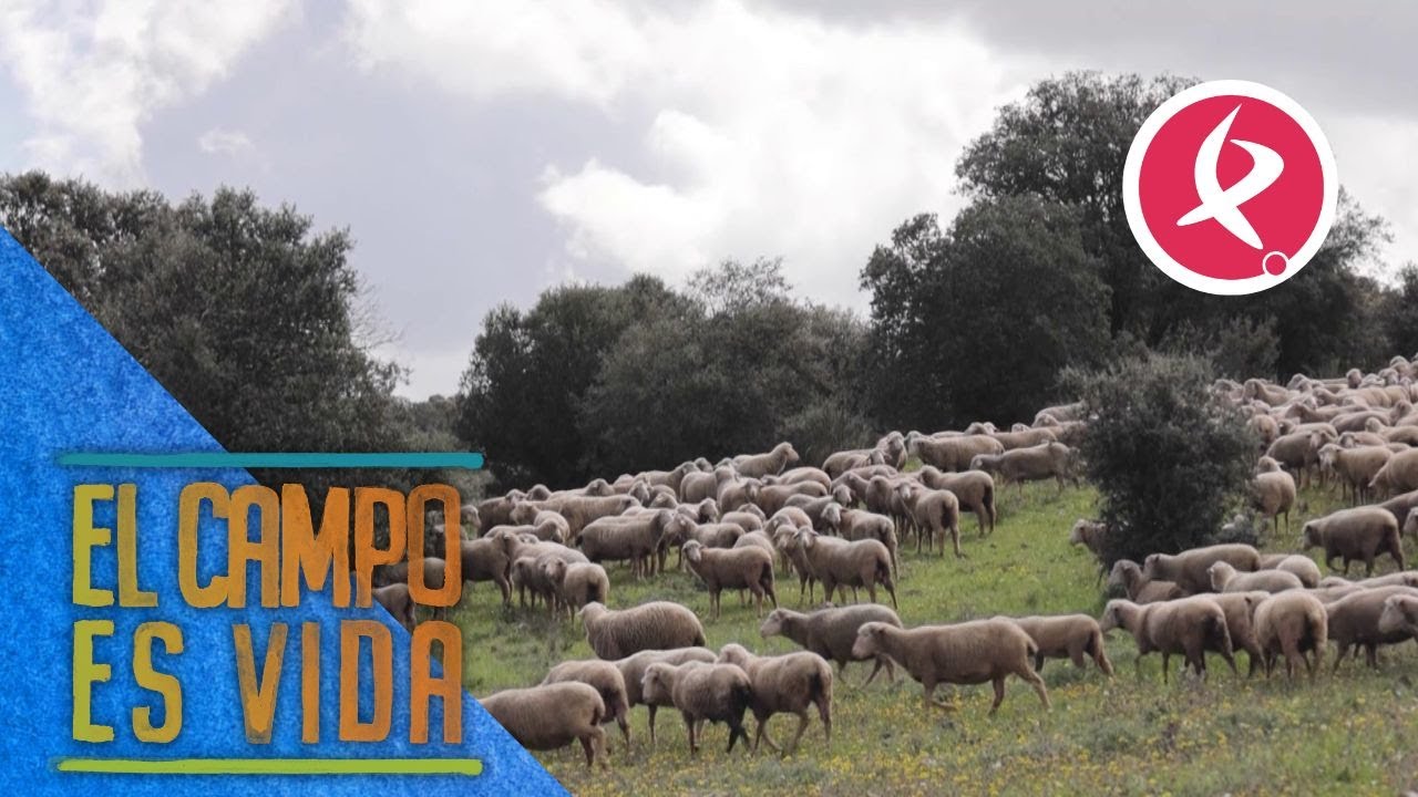Caos en Manchita por una verja abierta | El campo es vida