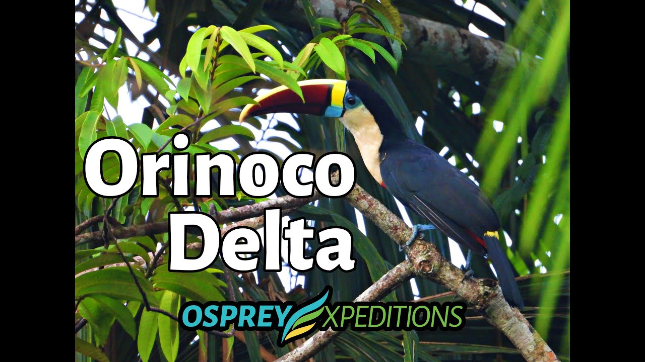 Orinoco Delta with Osprey Expeditions