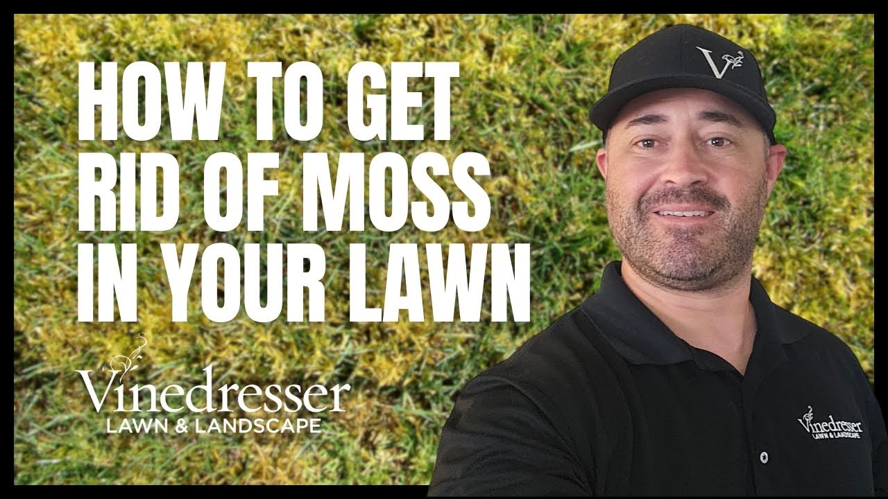 How to Get Rid of Moss in Your Lawn: Complete Guide