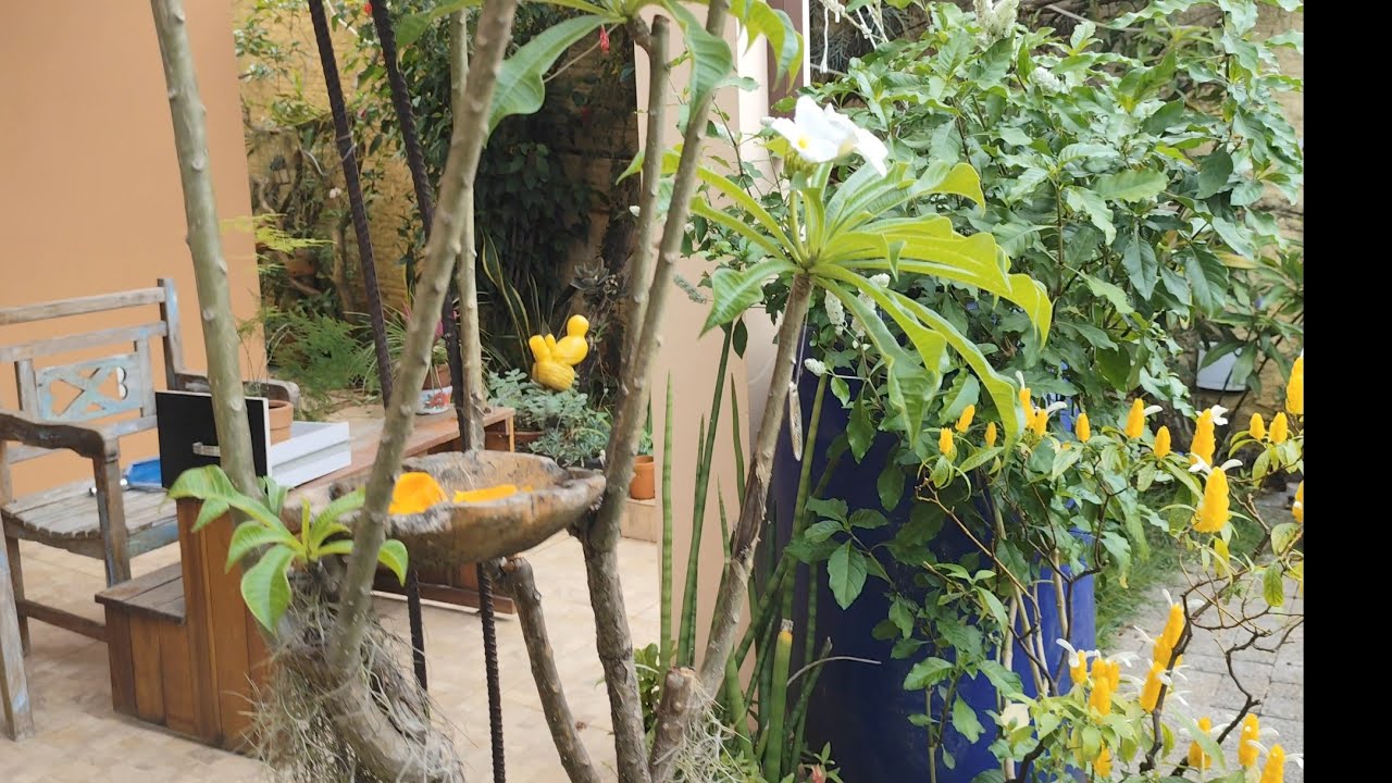 JARDIM EM HARMONIA! PLANTAS LINDAS E NATUREZA EXUBERANTE.
