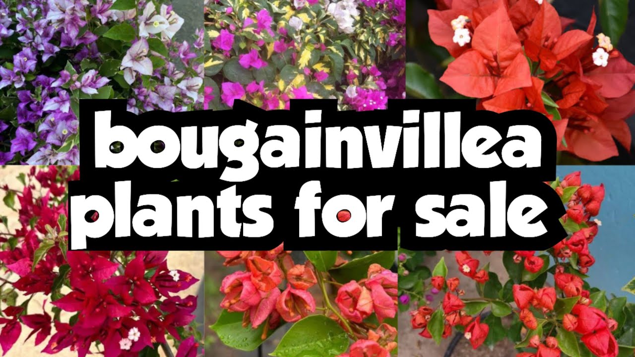 Bougainvillea plants for sale||sera's gardens||11-03-26