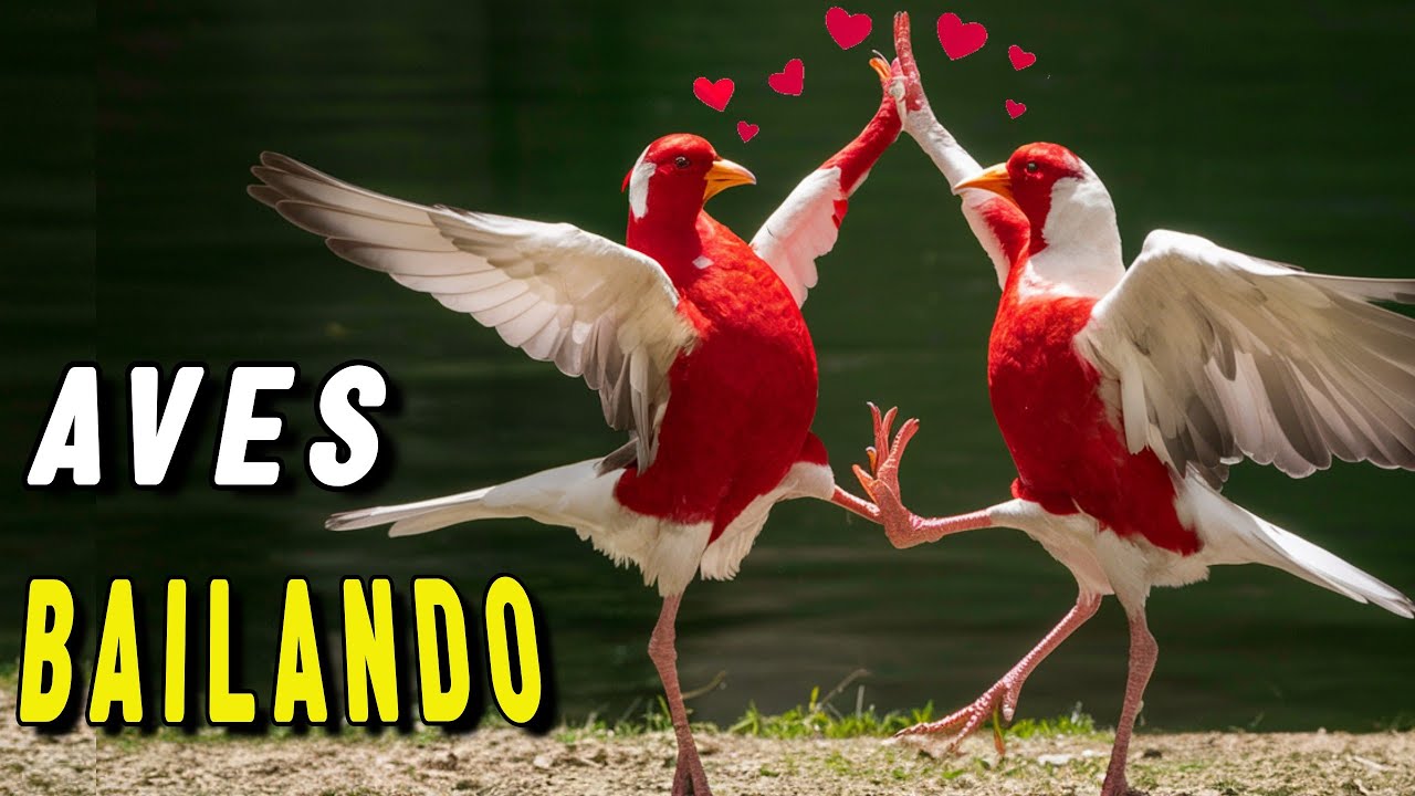 El AMOR en las AVES: Los Cortejos Mas ASOMBROSOS!!