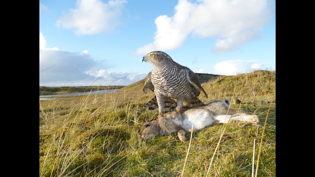 Hunting Rabbits with a Goshawk, Falconry SB2