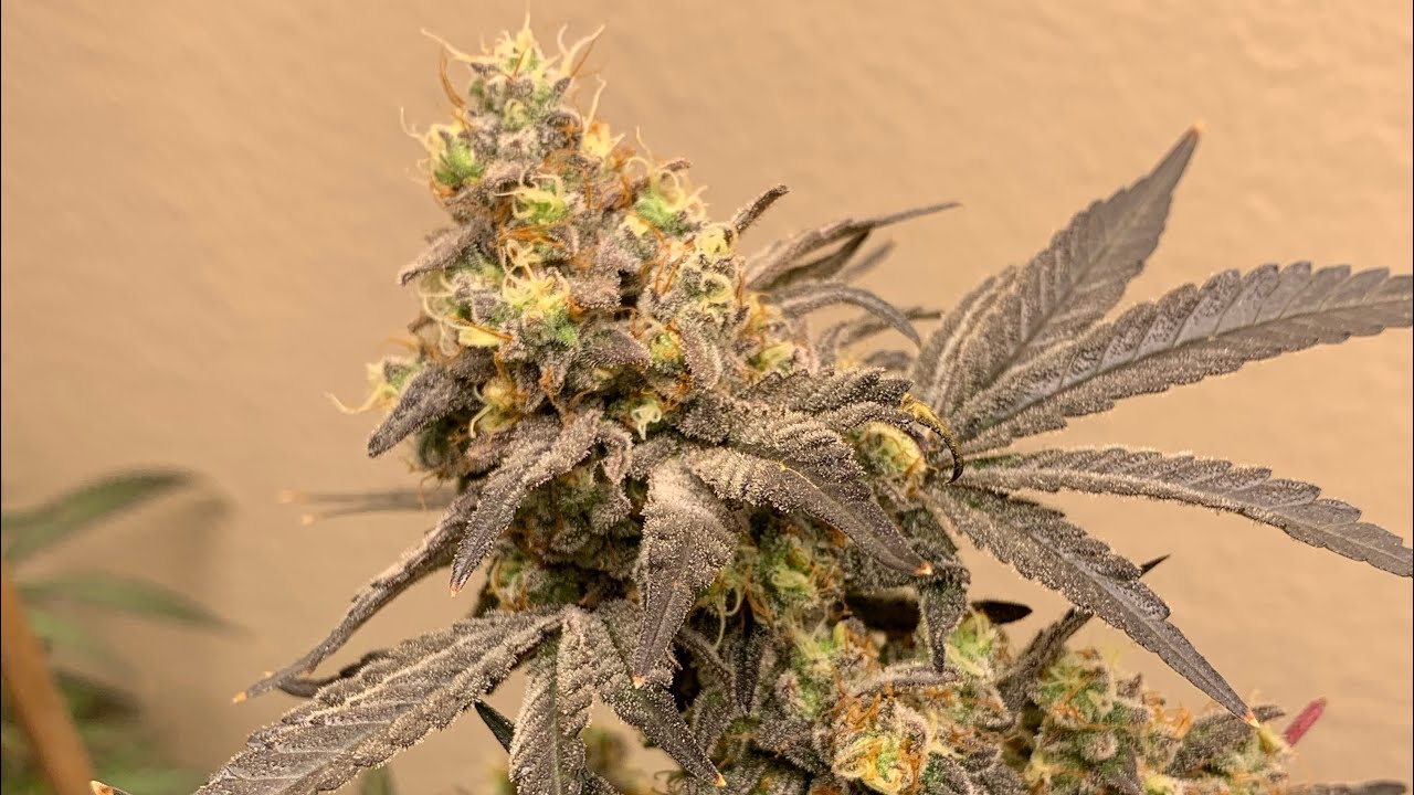 Sundae driver / sundae supreme / gmo / gelato cake flower kick flip strain harvest day