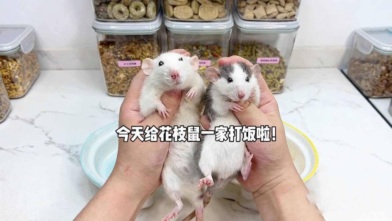 又是沉浸式配粮的一天，为了迎接新成员，开始制作肉干啦，快来看看新成员有多萌吧❤️❤️❤️🐹【一只笨鼠】