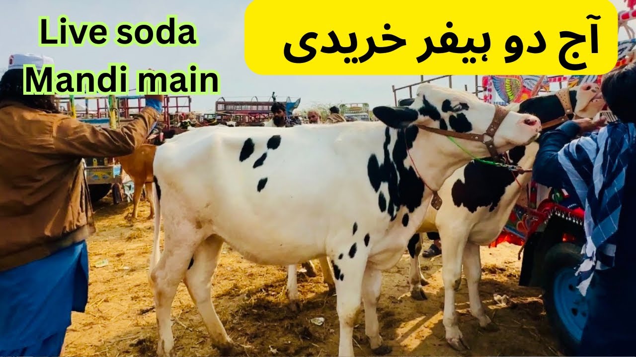 Heifer Farming In Pakistan | New entry Live soda | Bacheri Farming in Pakistan #heiferfarming 