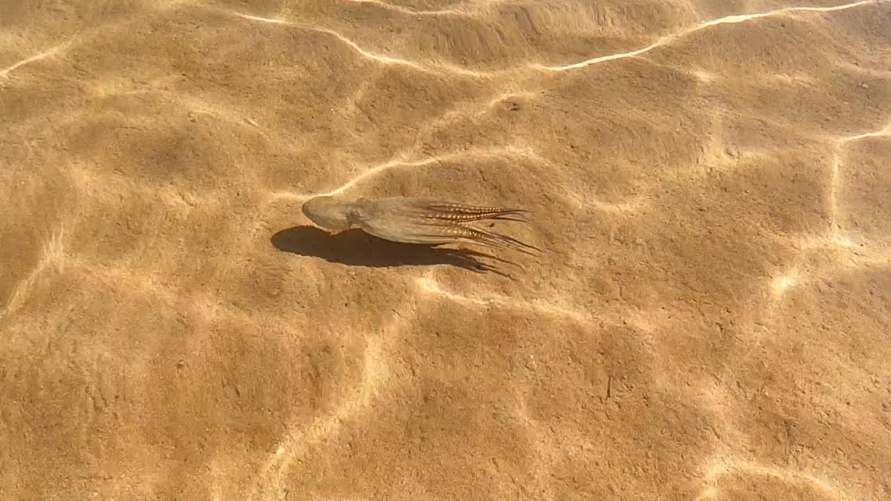 Siva Golden Bay Makadi Egypt Ägypten Oktober 2024