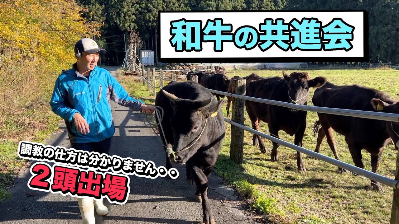 和牛共進会。「削蹄、シャンプー、散髪、散歩して」結果はどうなったでしょう⁉︎