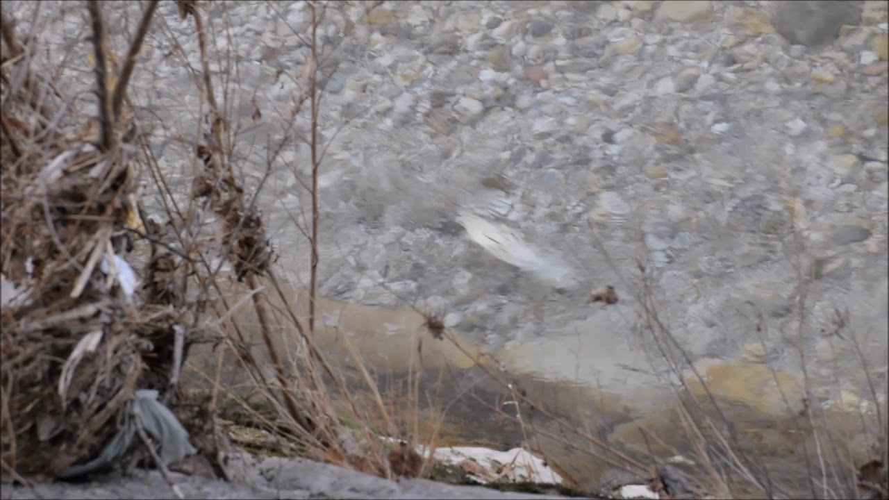 Trote in frega - Spawning time