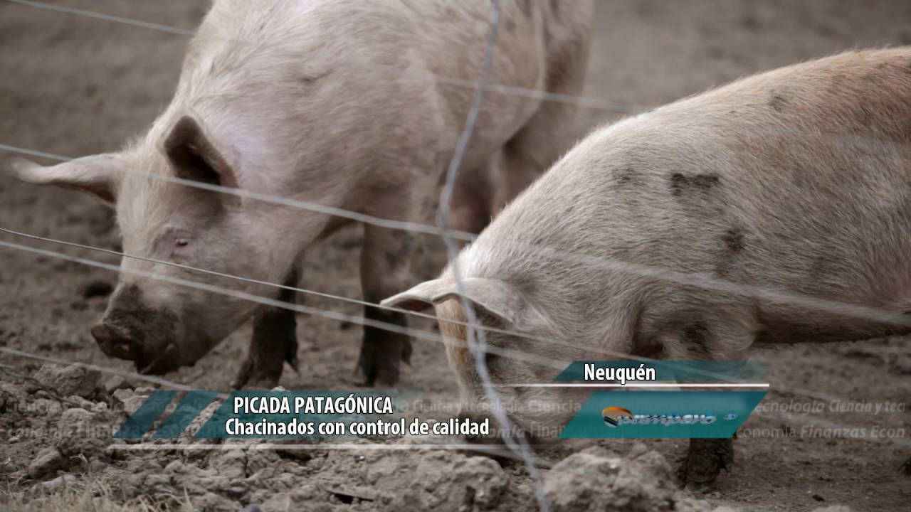 Chacinados: inocuidad garantizada