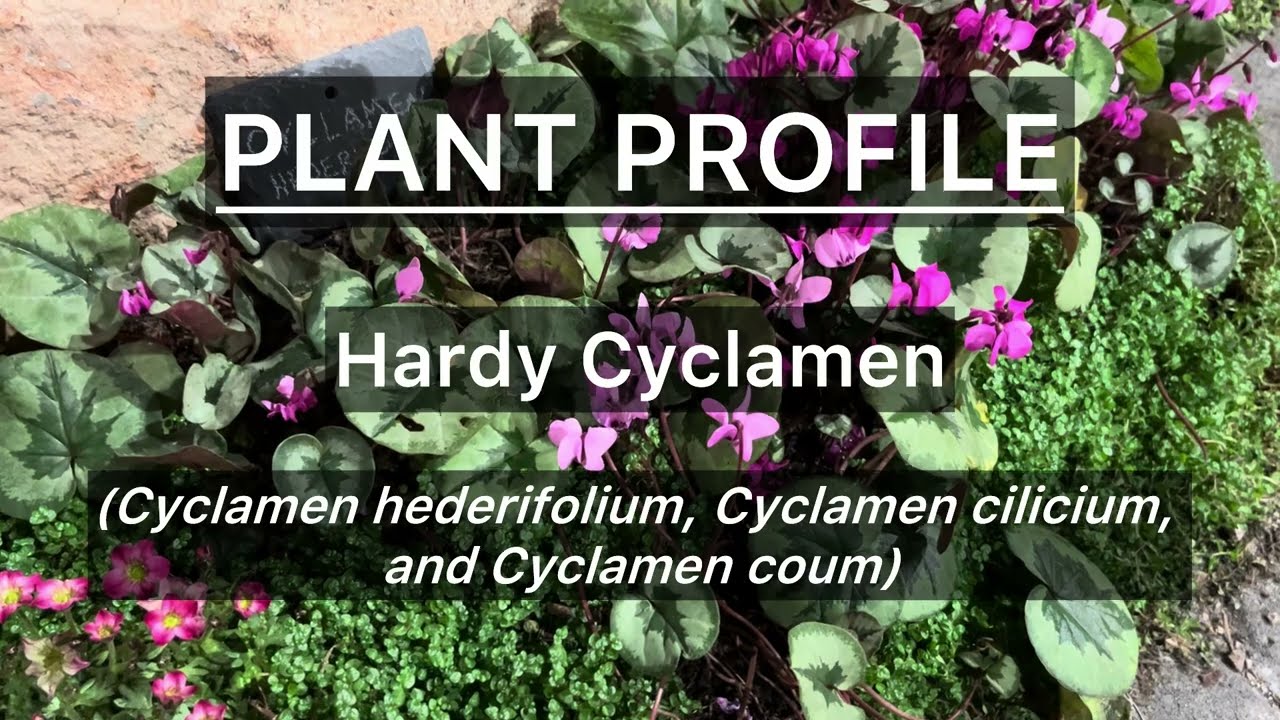 Hardy Cyclamen Plant Profile