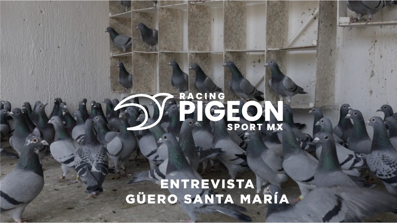 VIDEO #6 LA IMPORTANCIA DEL TRABAJO EN EQUIPO / CON EL GÜERO STA. MARÍA DE ZAPOPAN, JAL.