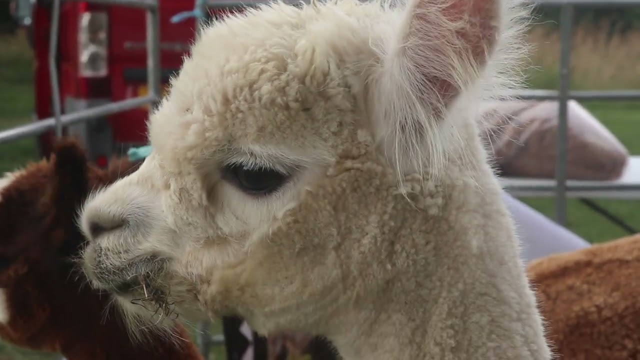 Young Llamas - MVI 2919